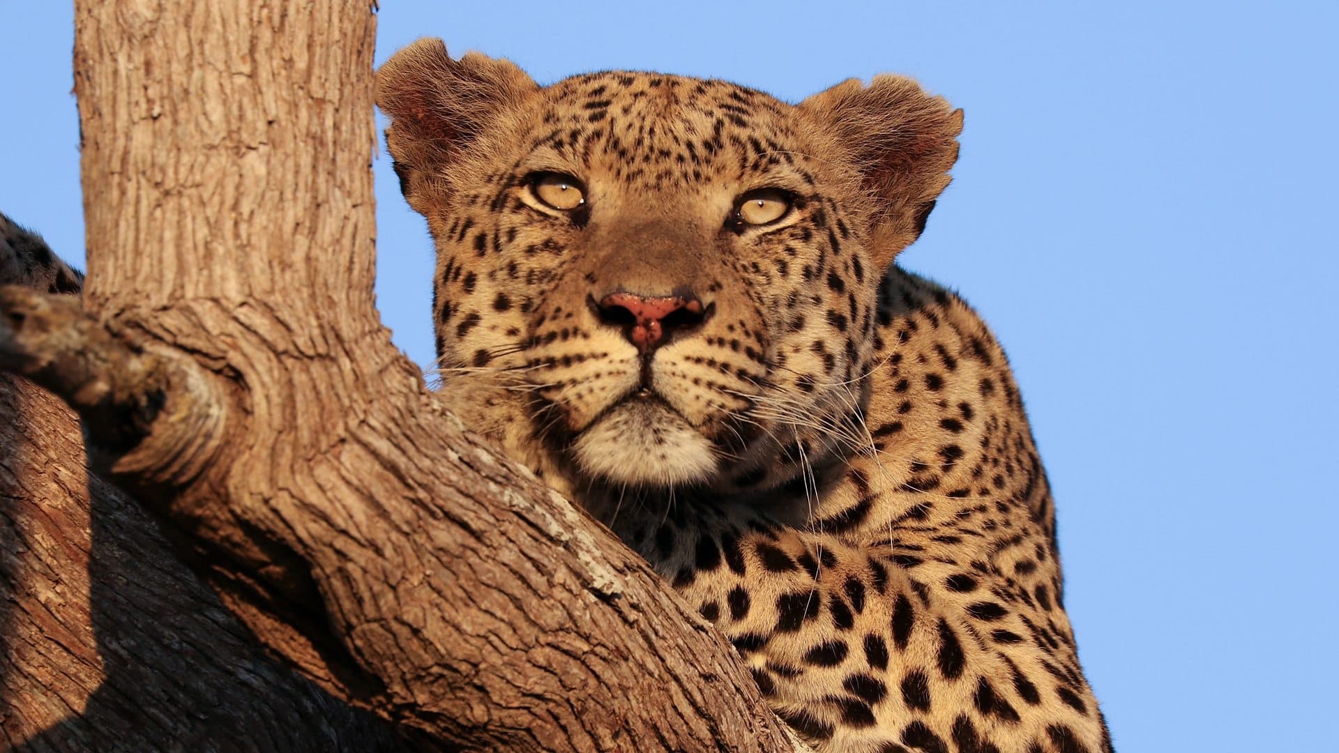 Big Cats 24/7