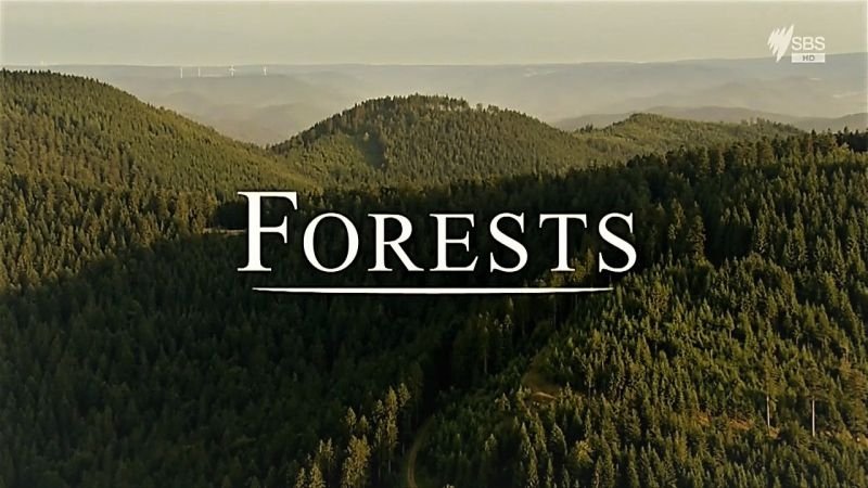 Forests