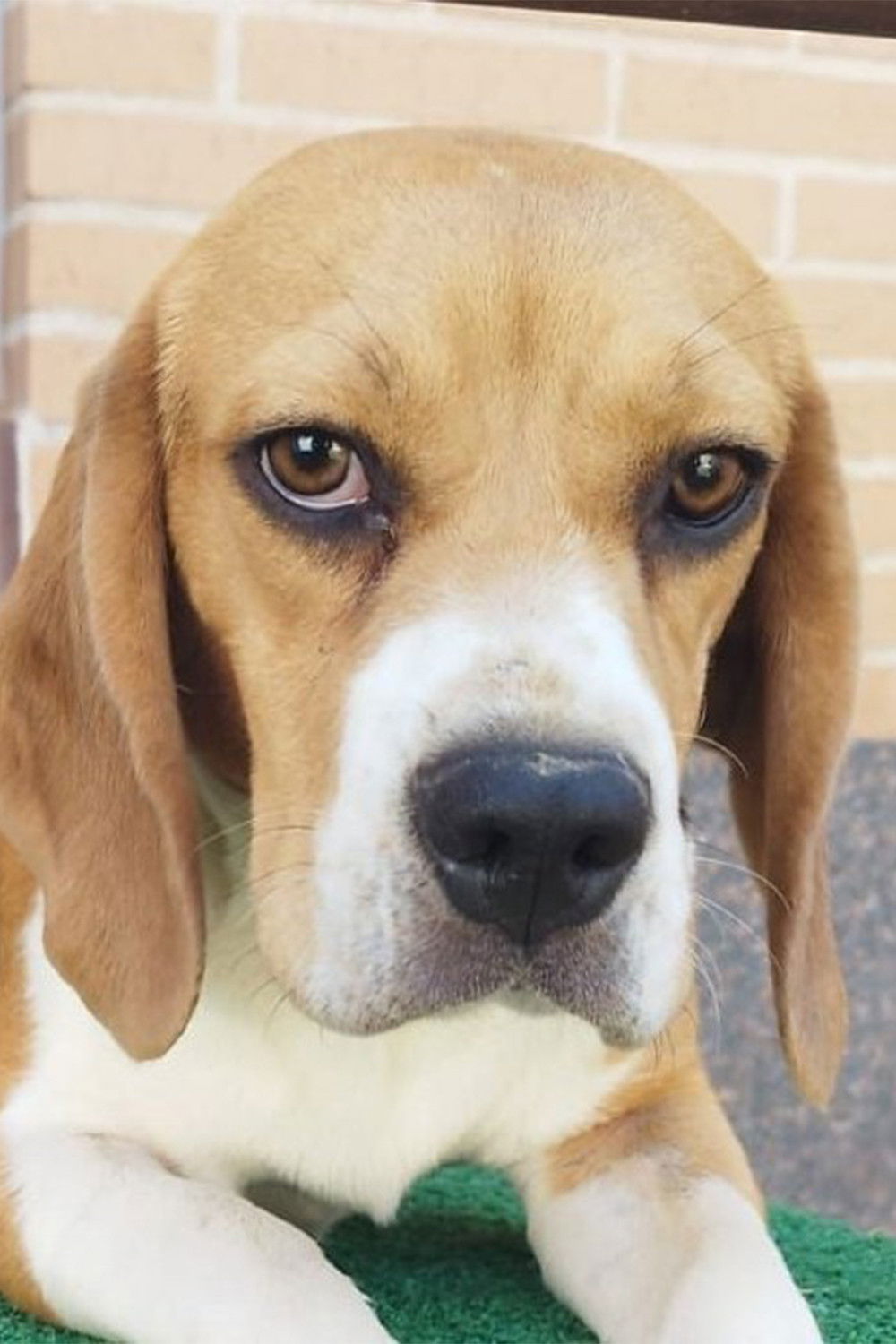 et billede af Arya Stark