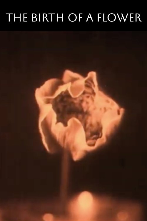 The Birth of a Flower