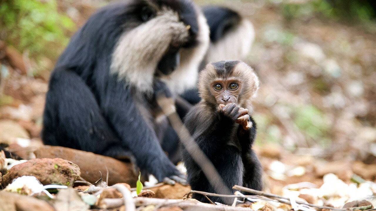 Les animaux sauvages et leurs petits