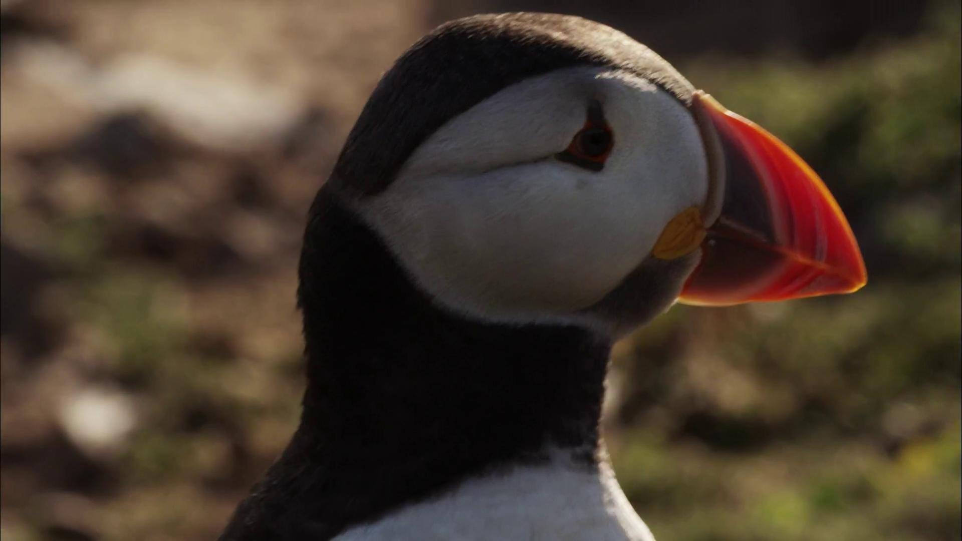 Puffin Patrol (2015)