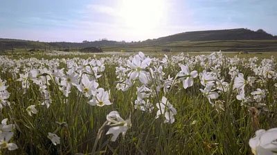 Les Secrets des fleurs sauvages - Des prés et des champs