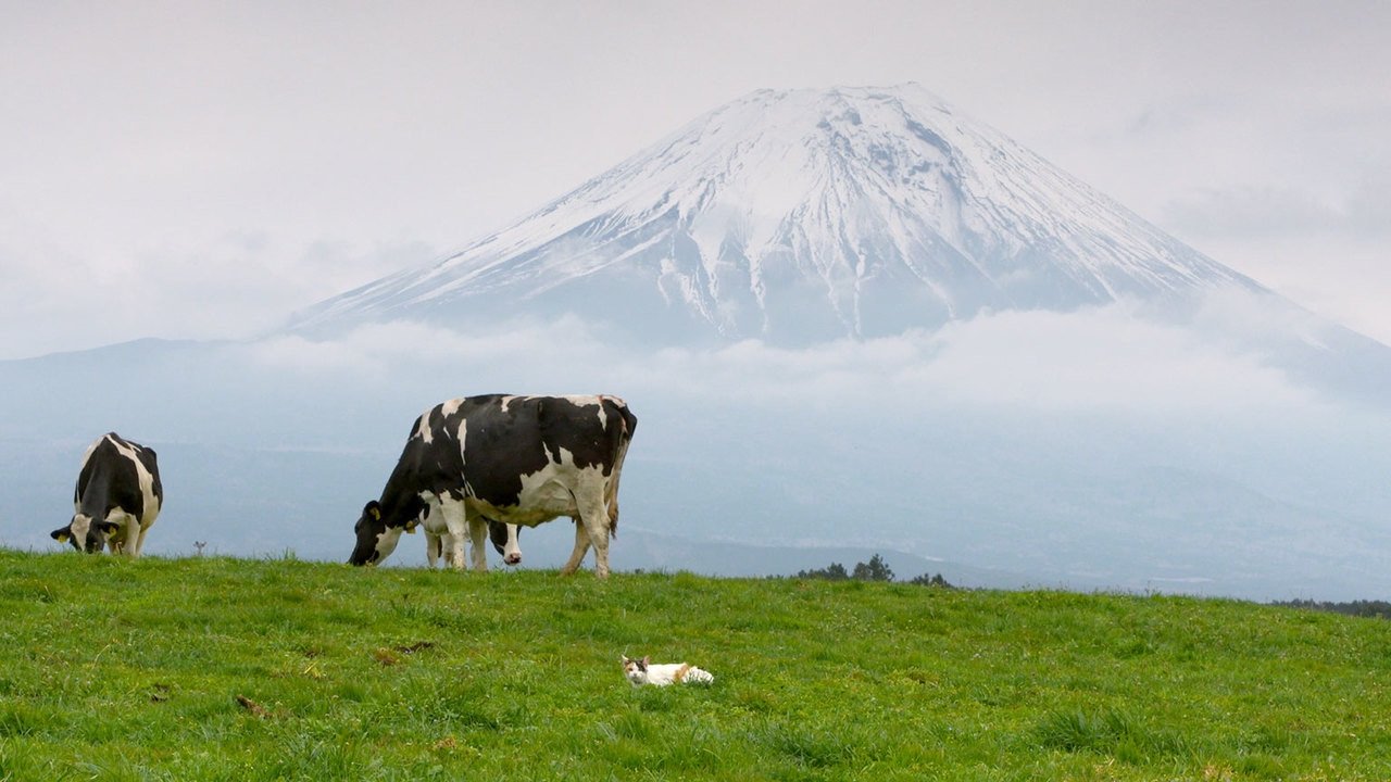A Cat's-Eye View of Japan - Épisode 4