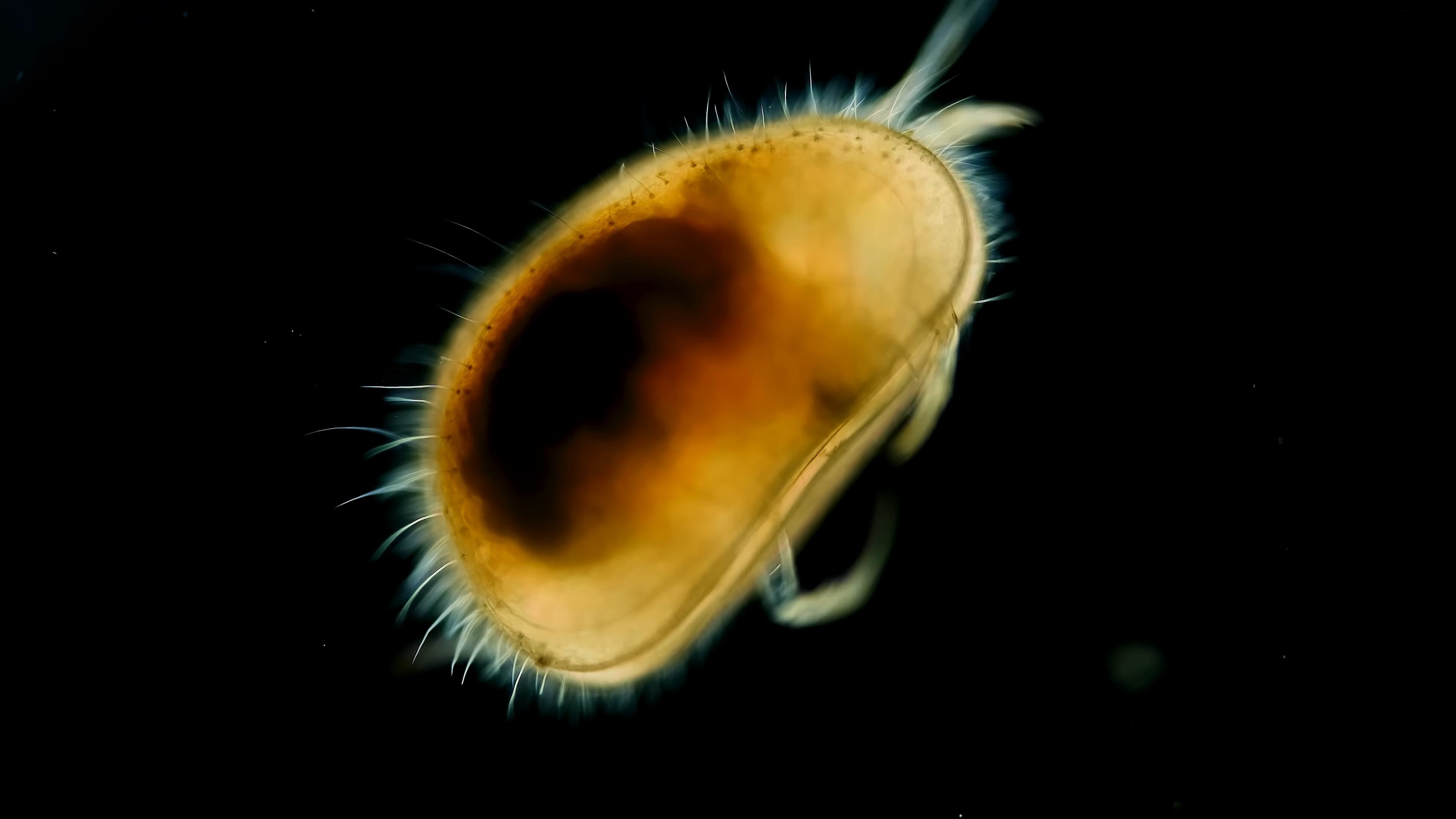 Journey to the Microcosmos