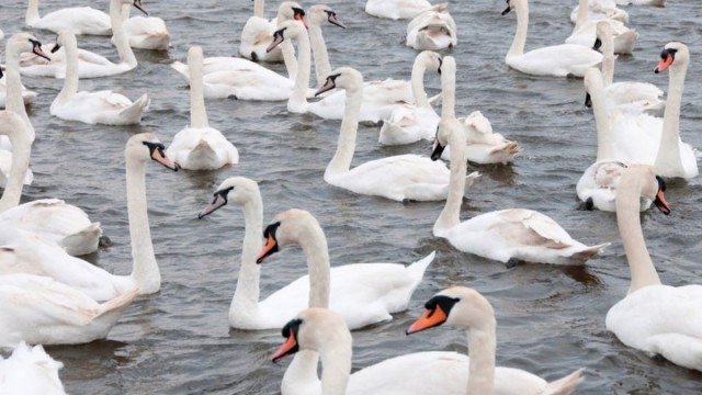 Thumbnail for Waterbirds, Shorebirds, and Game Birds Season 1 Episode 14