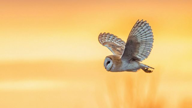 Springwatch
