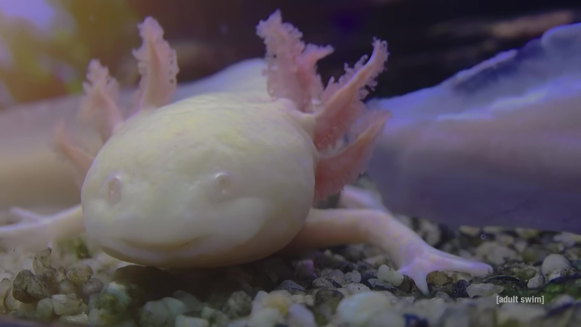 Relaxing Old Footage With Joe Pera