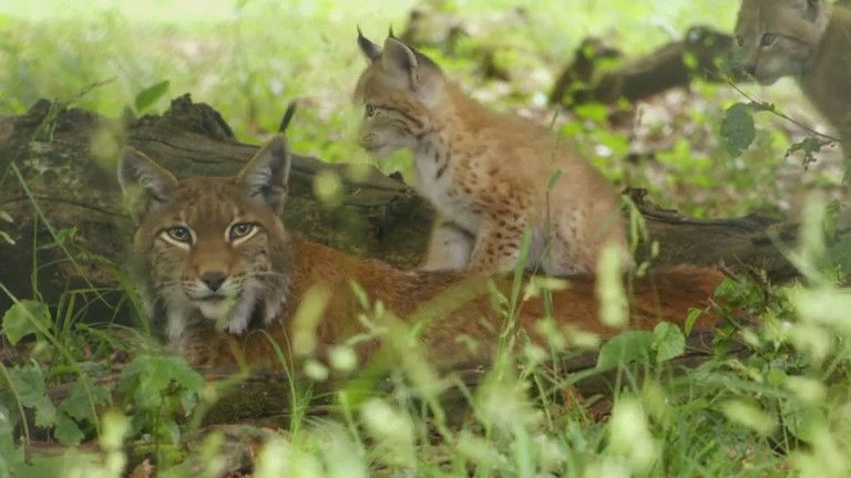Si J'étais un animal - Si j'étais un lynx