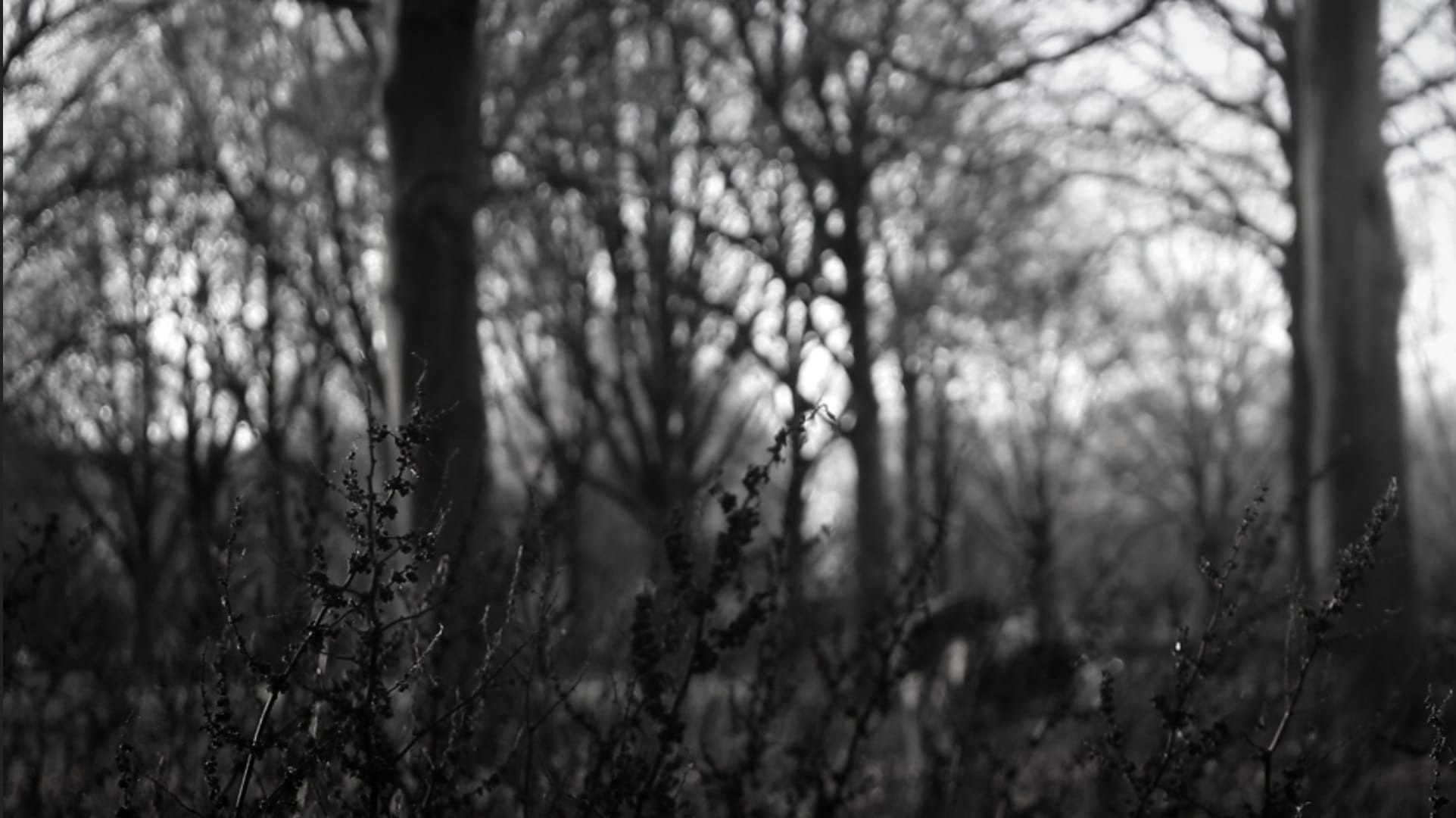 the forest of great mystery and emptiness