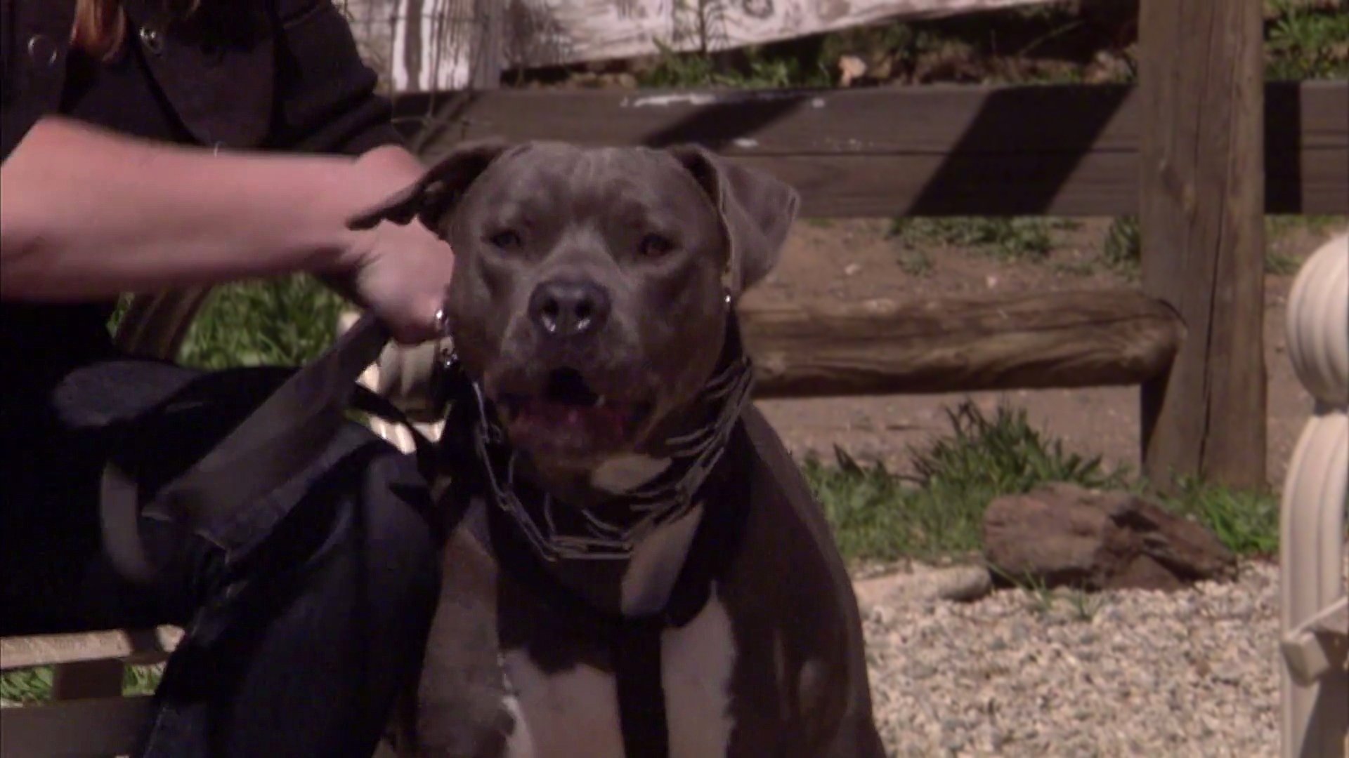 Pit Bulls and Parolees