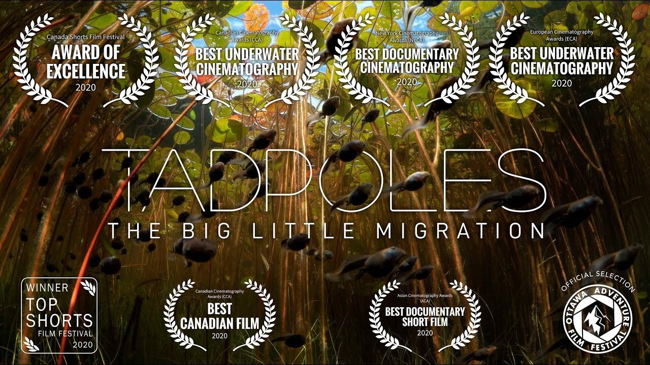 Tadpoles: The Big Little Migration (2020)