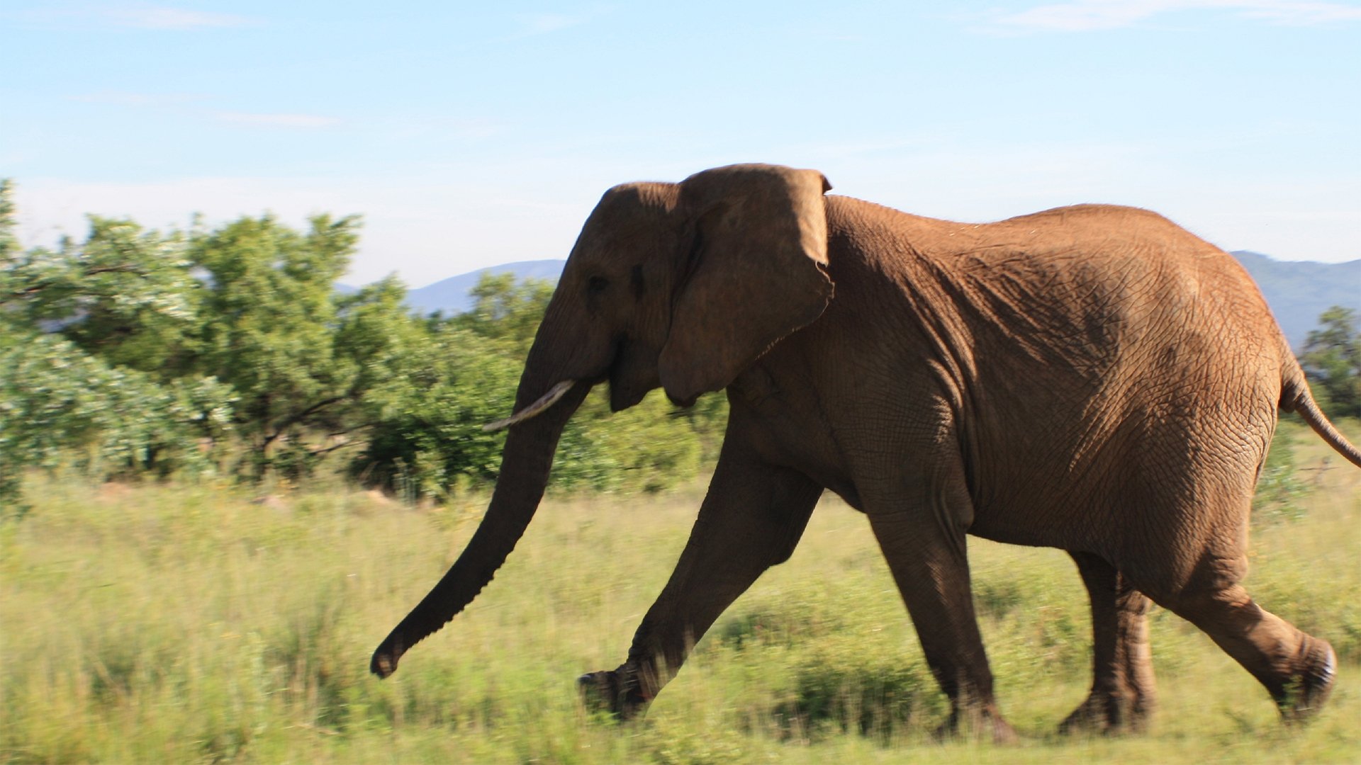 Thumbnail for Trampled on Safari Season 1 Episode 4