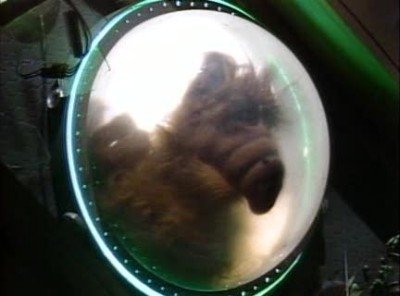 ALF