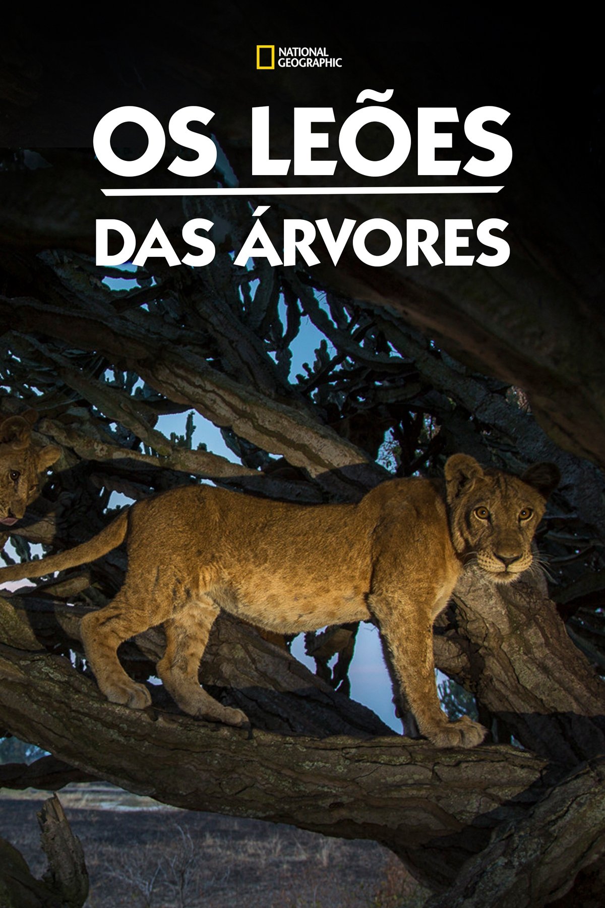Tree Climbing Lions
