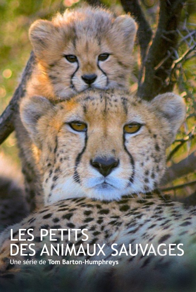 Les animaux sauvages et leurs petits Poster