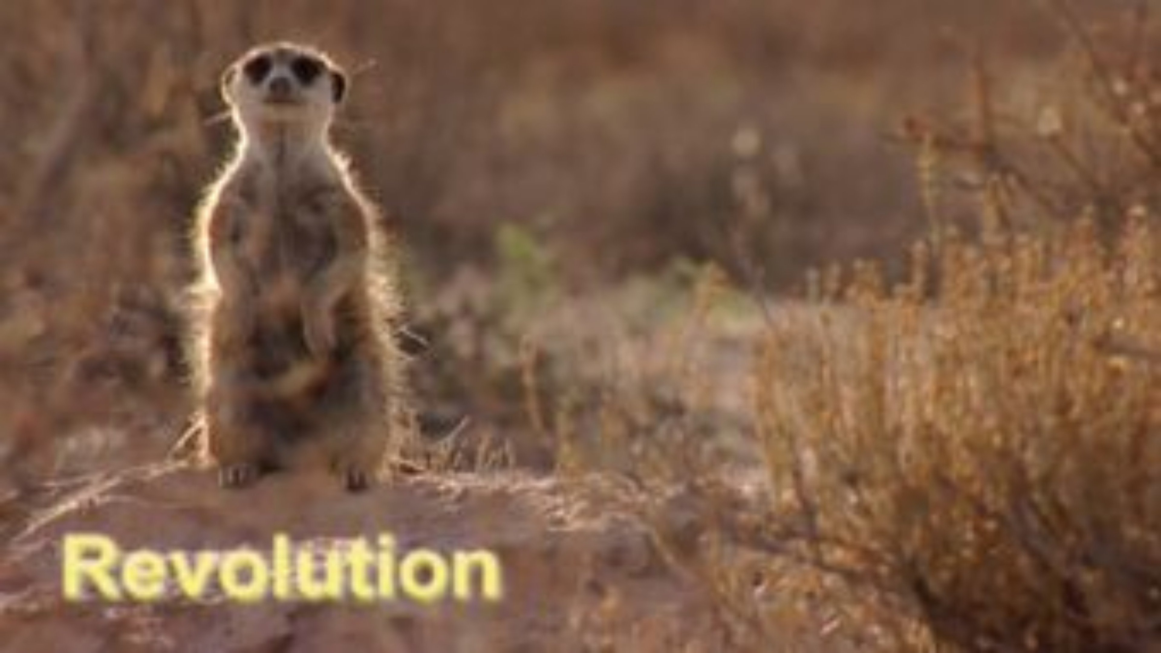Meerkat Manor