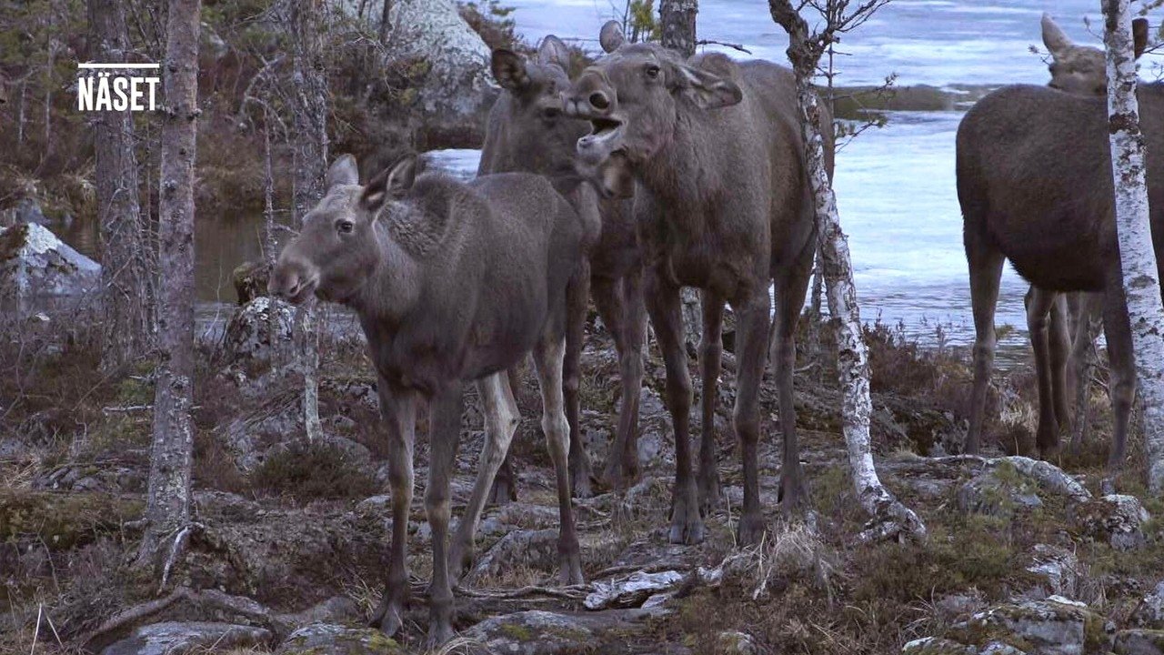 Den stora älgvandringen