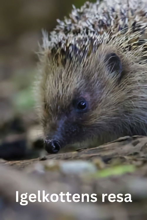 The Epic Adventure of a Hedgehog