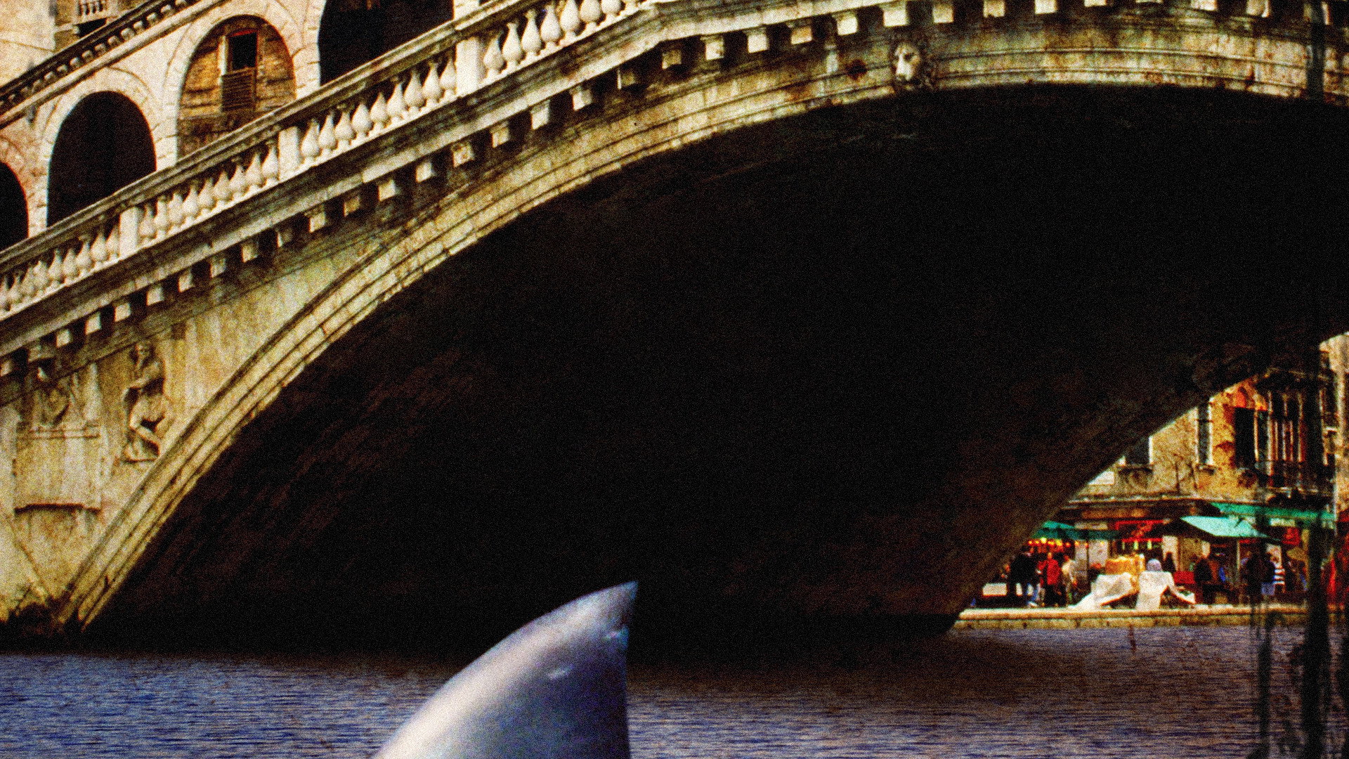 Sharks in Venice