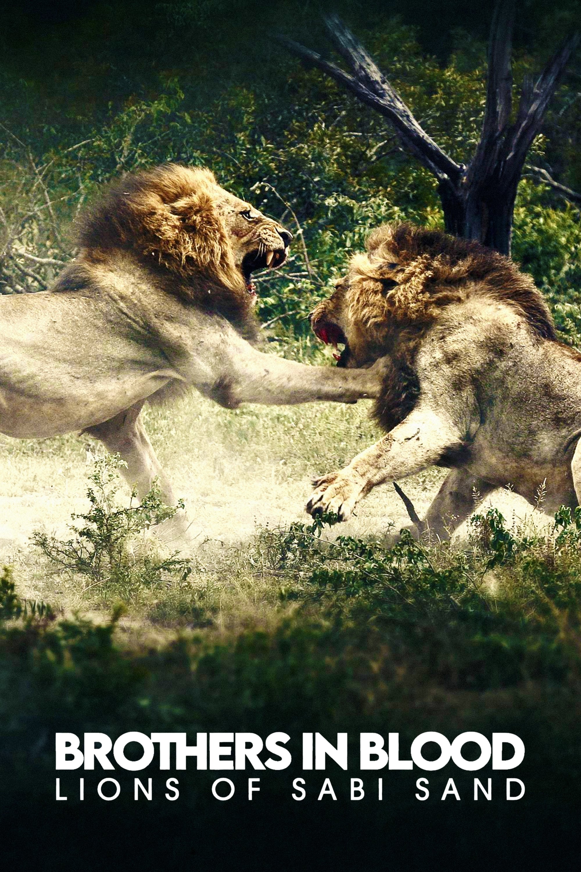Brothers in Blood: The Lions of Sabi Sand