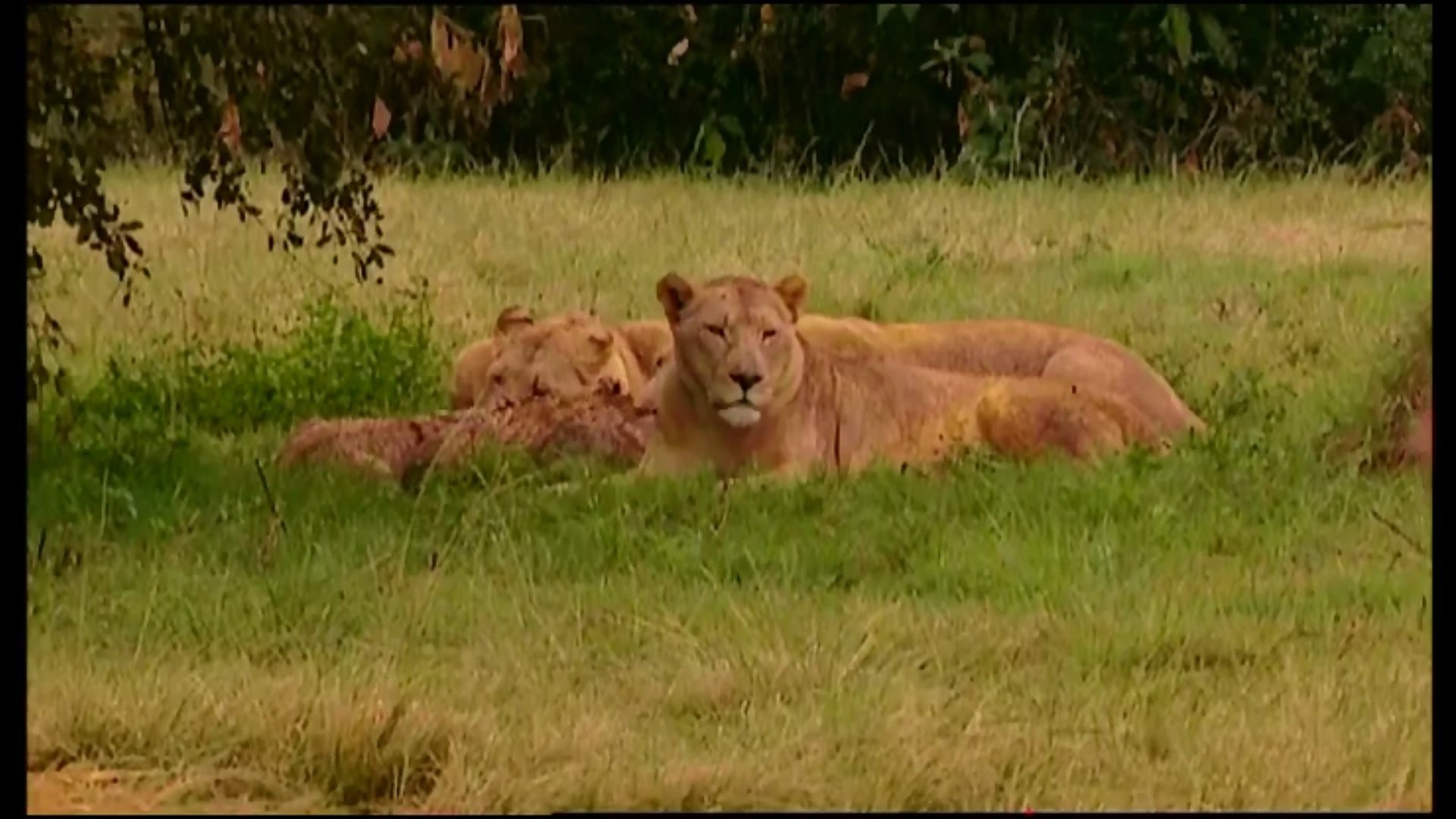 Animal Life: Young & Wild - Épisode 4
