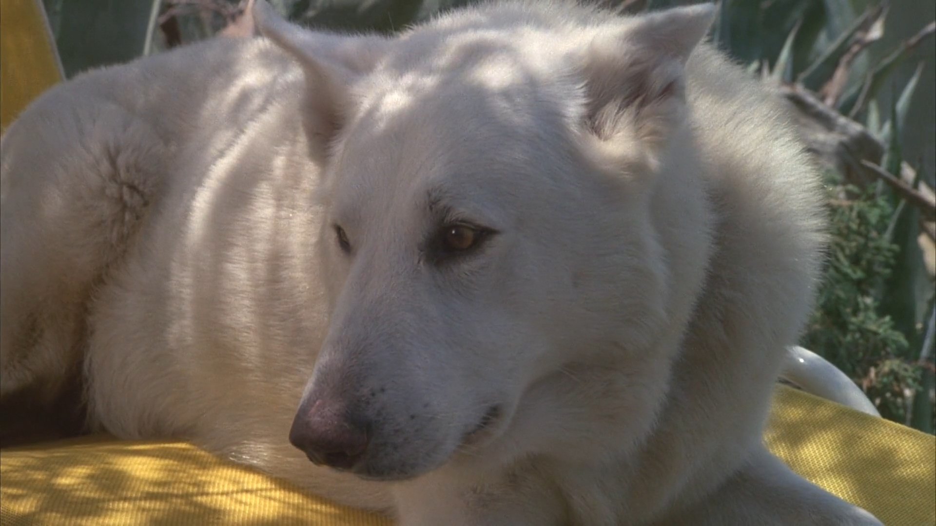 White Dog (1982)