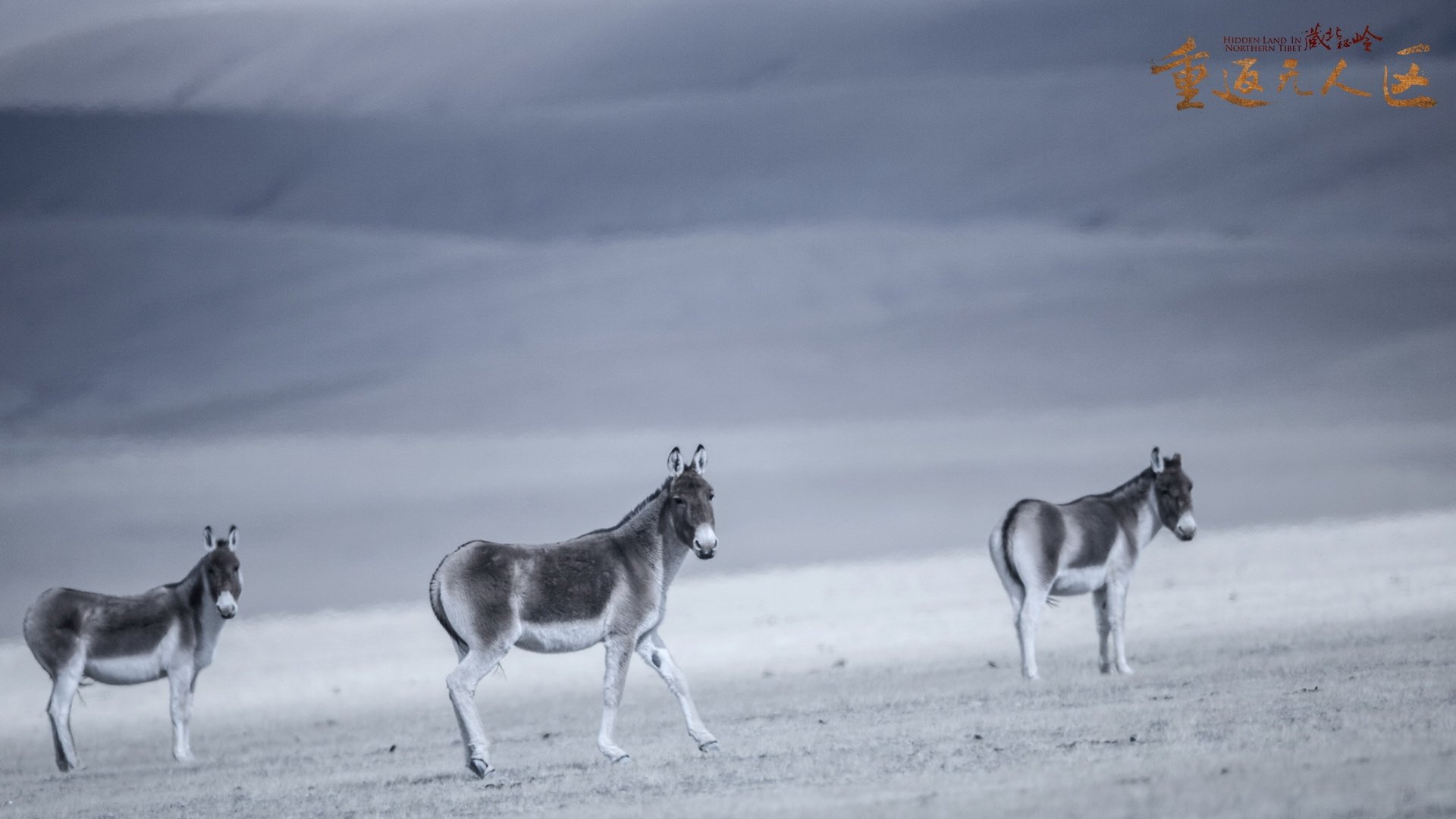 The Hidden Land: Back To No Man's Land In Northern Tibet background