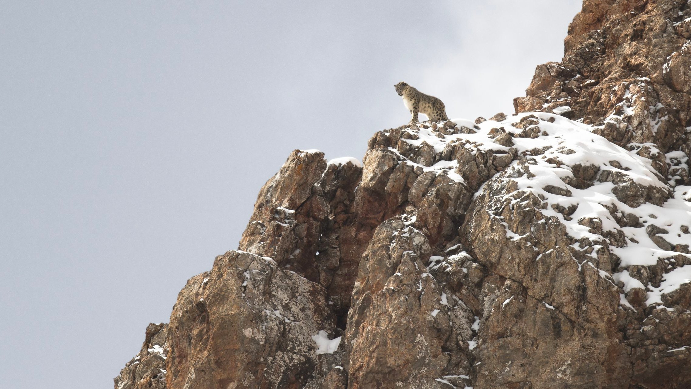 Image du film La Panthère des neiges skyi7jlmgy5xcu2wgo3rwwpafrpjpg