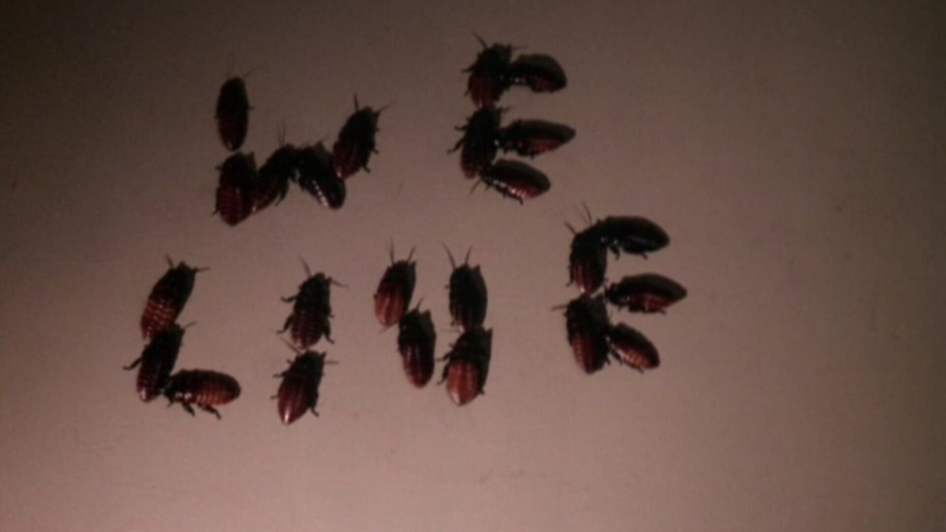 Bug (1975)