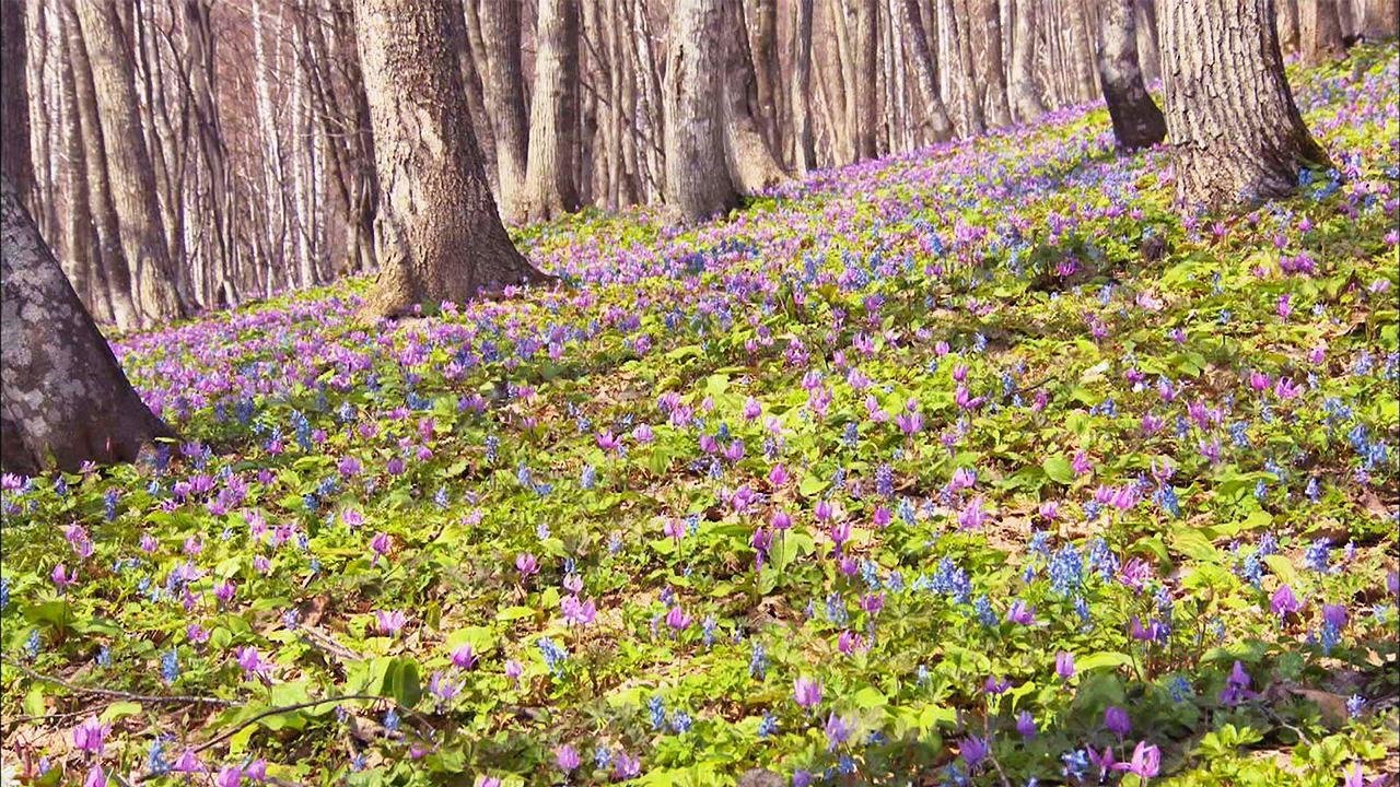 Wild Hokkaido!