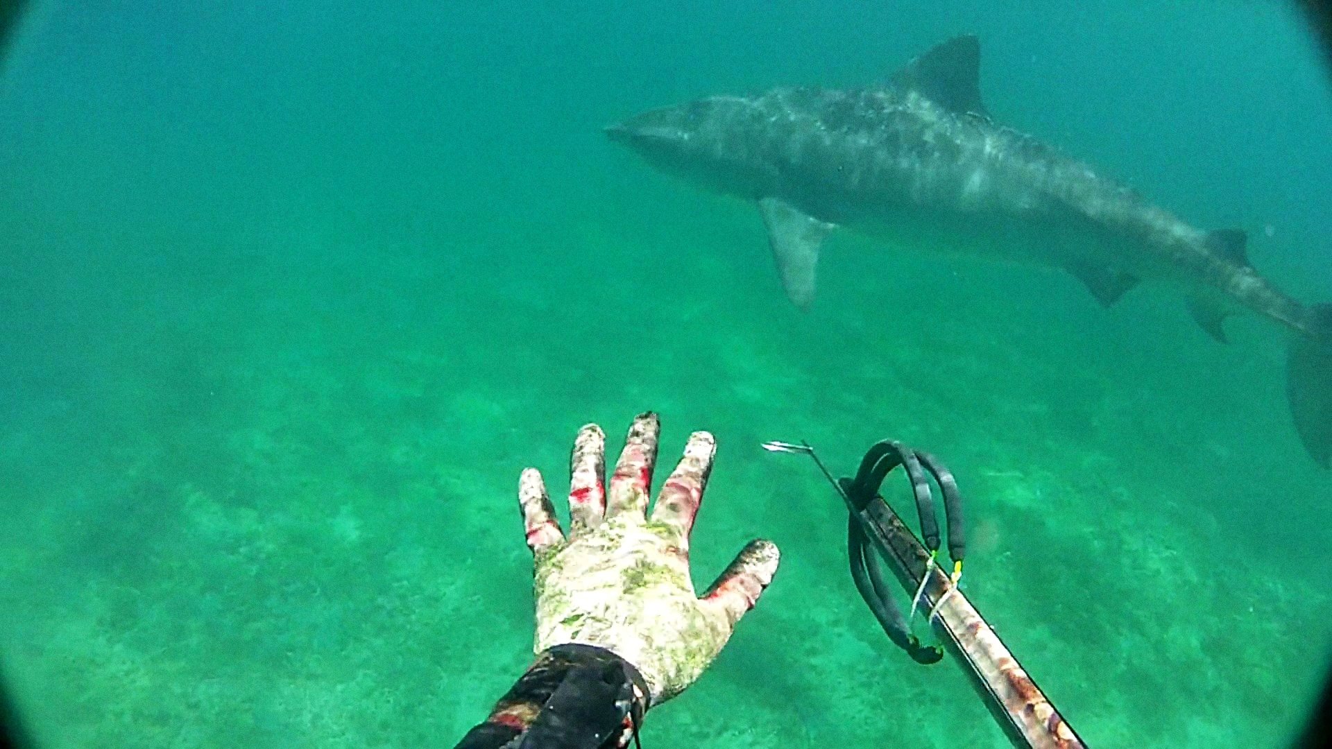 Thumbnail for Great White Shocker Season 1 Episode 4