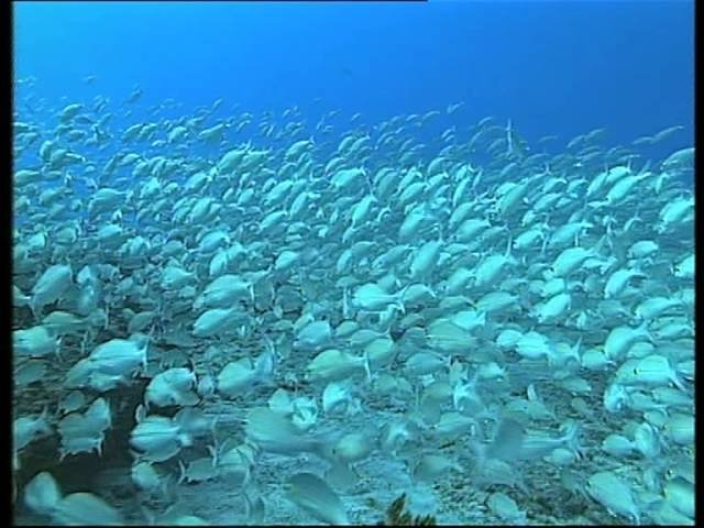 C'est pas sorcier - Les dauphins