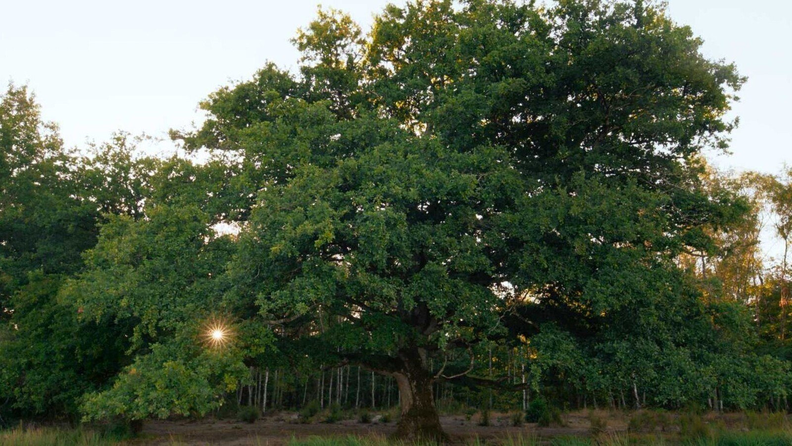 Image du film Le chêne sr4bnf5clgrzimnzctjzospx9h4jpg