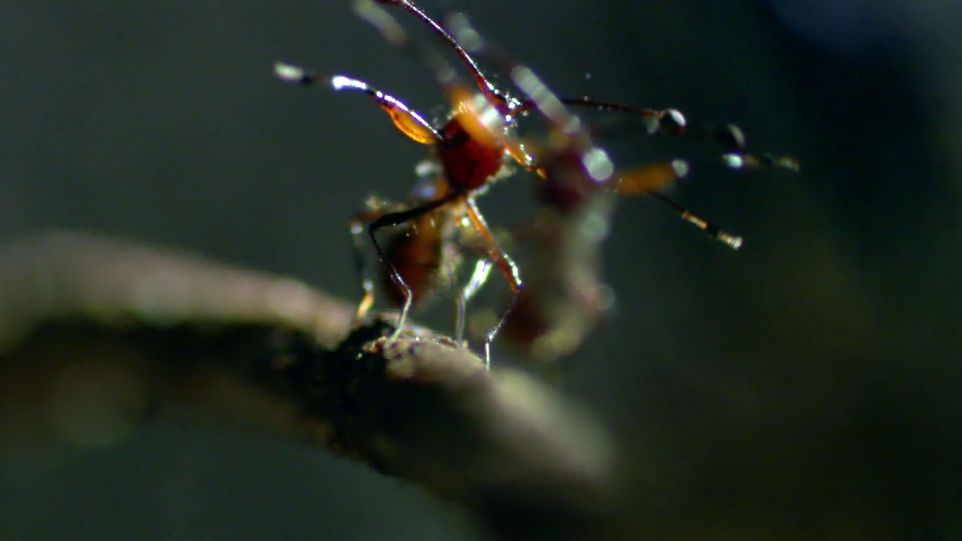 Animal Fight Night - Épisode 1