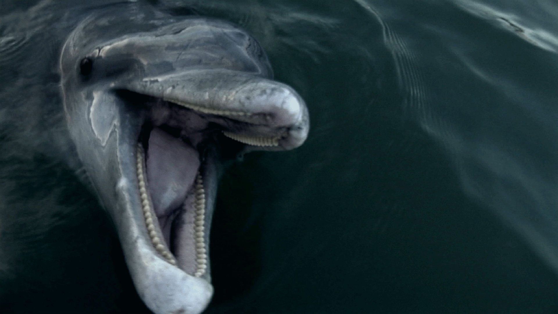 Thumbnail for A Dolphin's Not a Fish Season 1 Episode 11