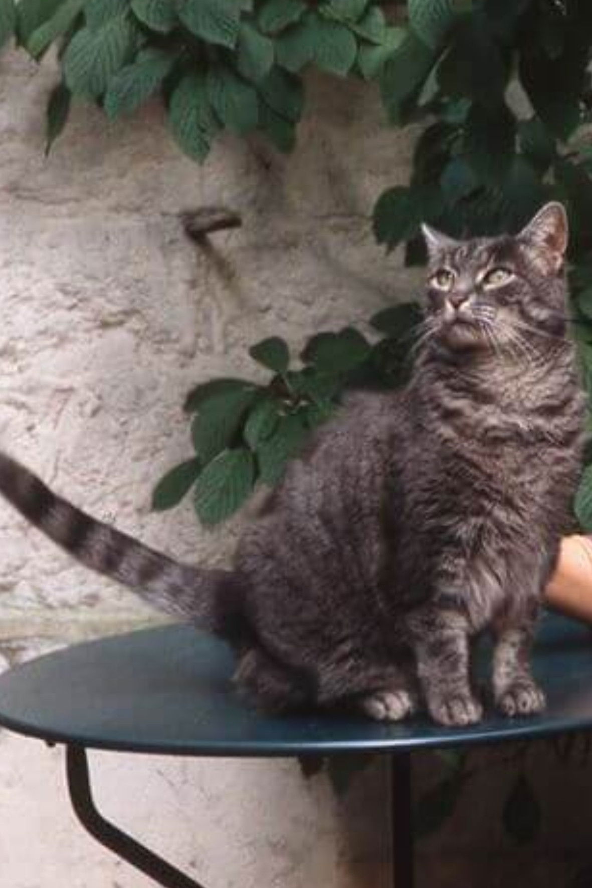 et billede af Zgougou