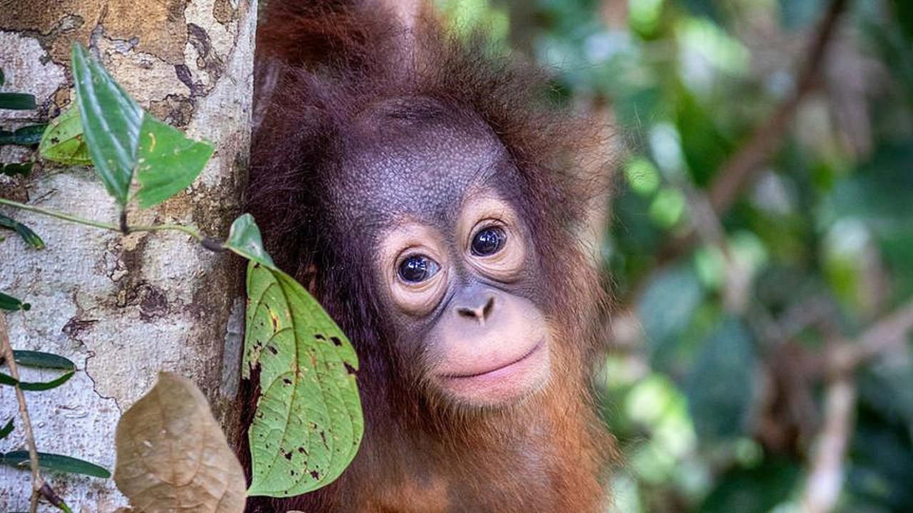 Orang-Utans - Borneos Waldmenschen (2025)