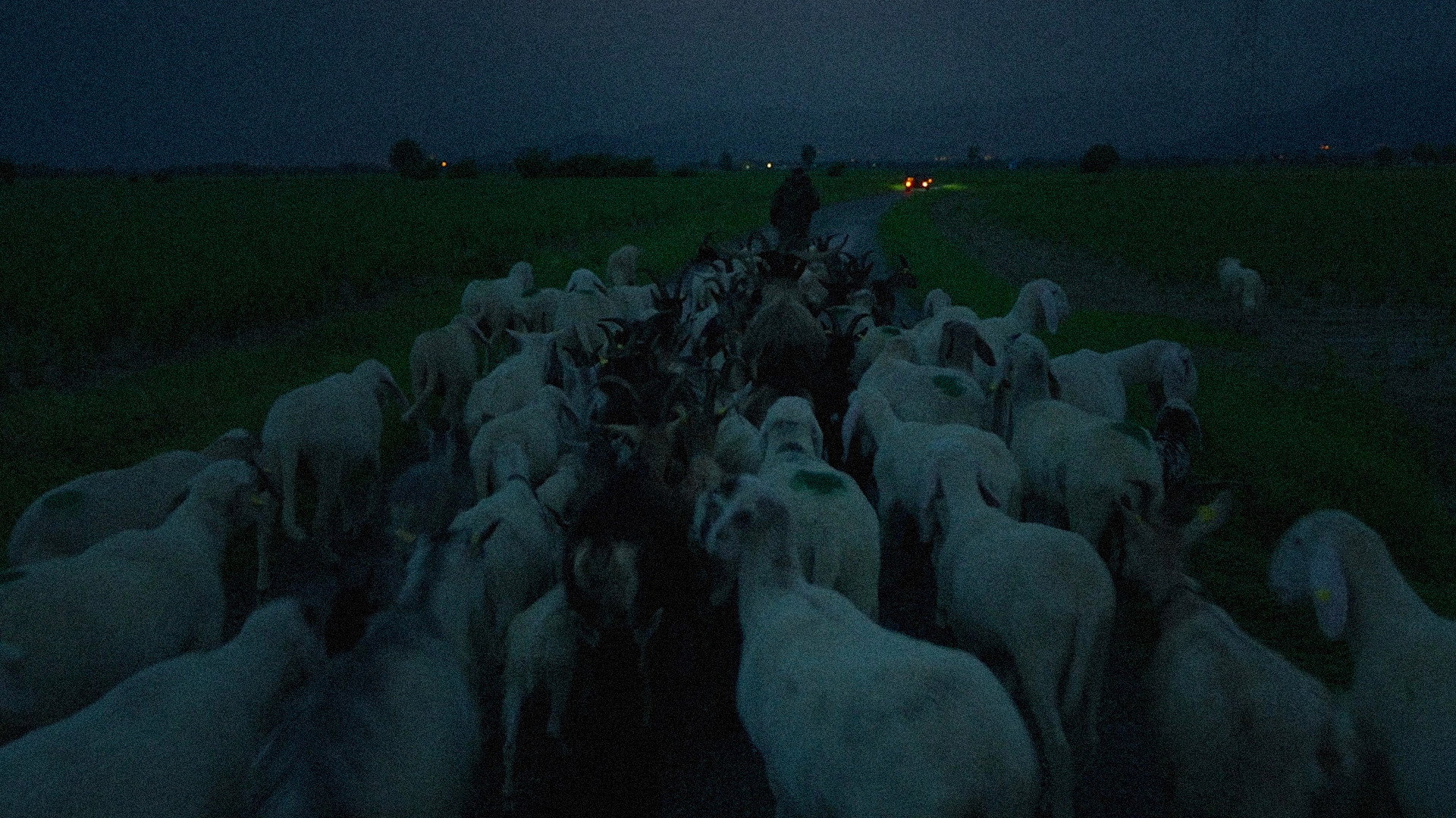 Our Wolves: In a Landscape of Fear and Love