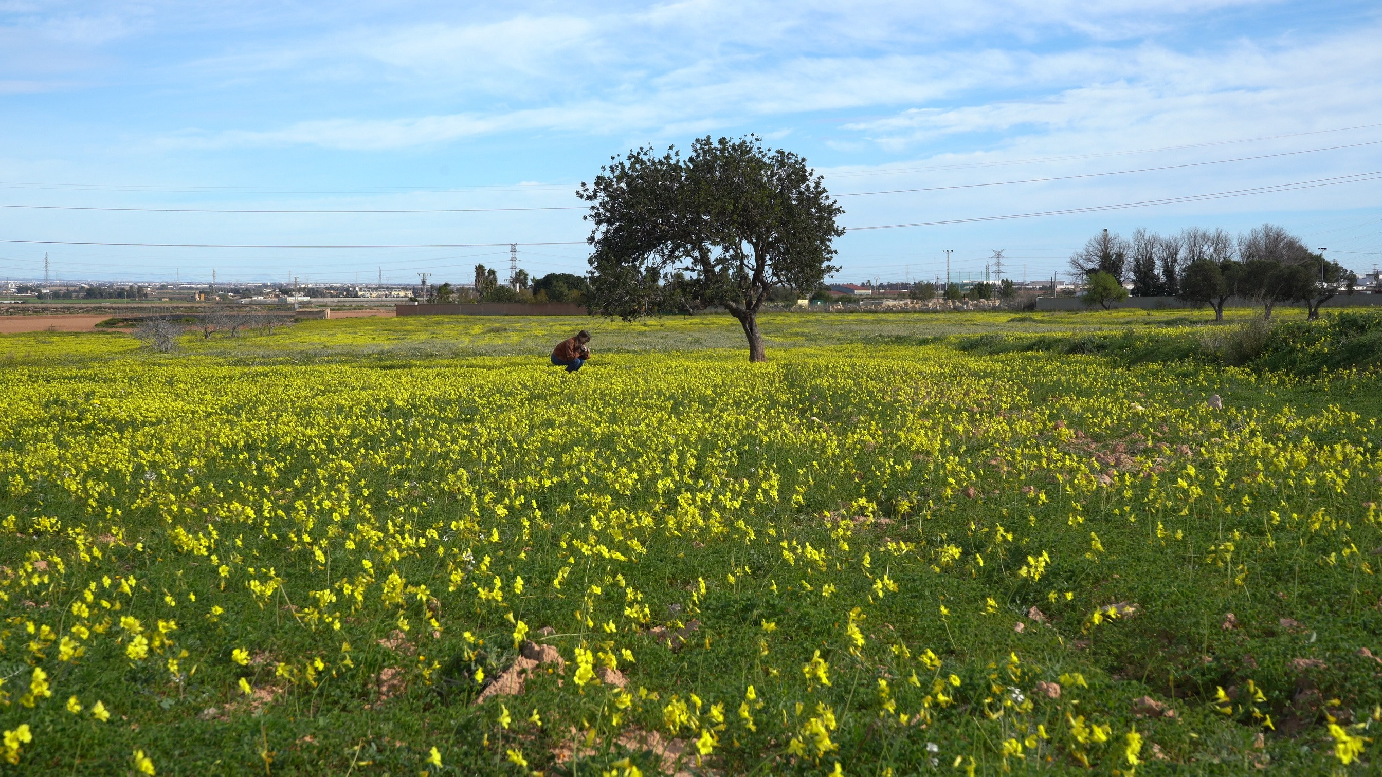 Flores y estorninos