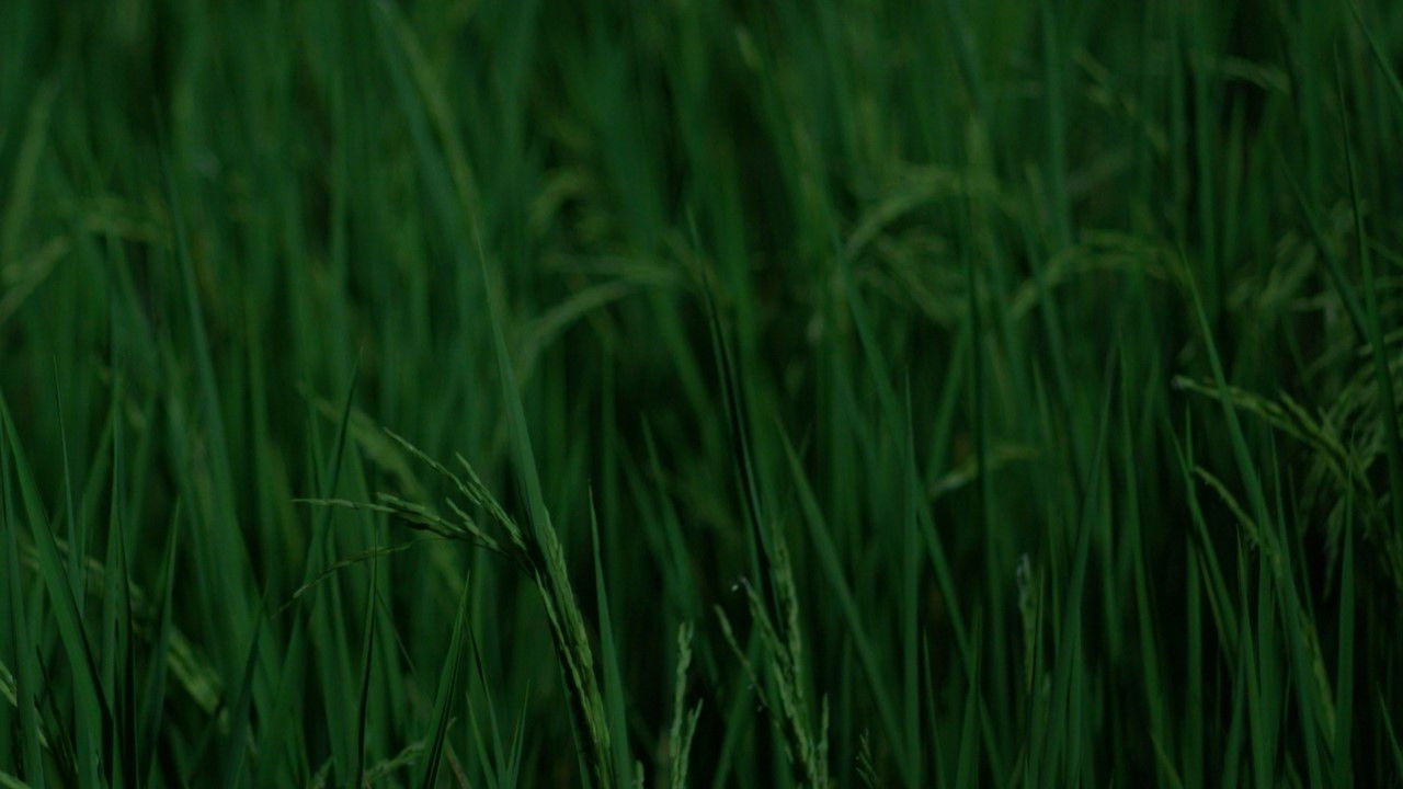 Imagem do Filme สมมุติ Land Of Smile.