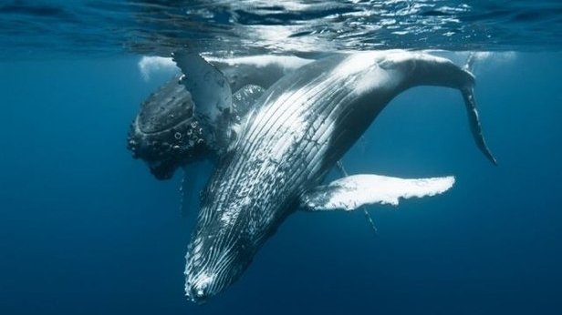 Au cœur du paradis blanc - Le chant des baleines