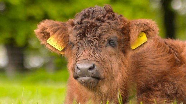 Countryfile 34x27