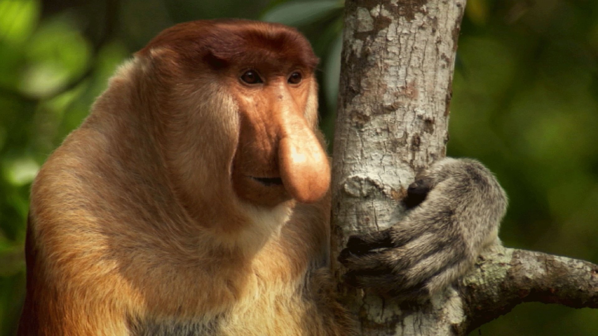 Thumbnail for In the Jungle Season 1 Episode 12