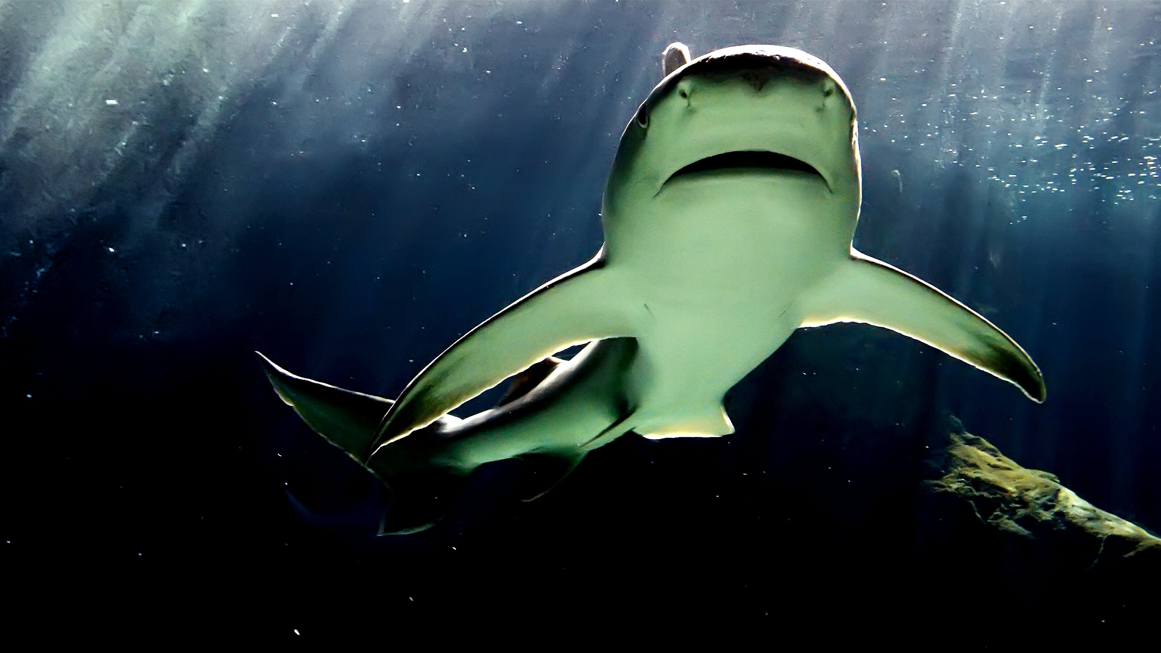 Bull Shark Bandits (2023)