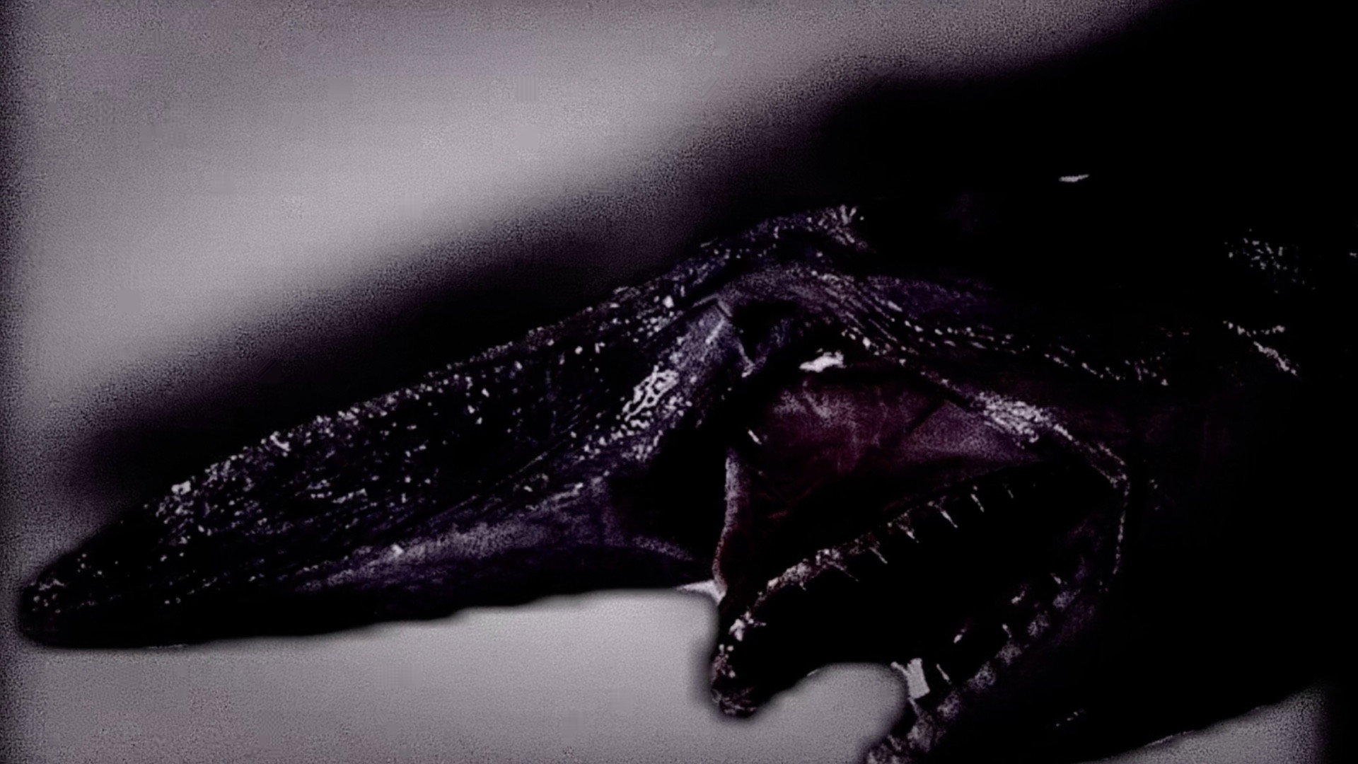 Purgatory for Epiphanea