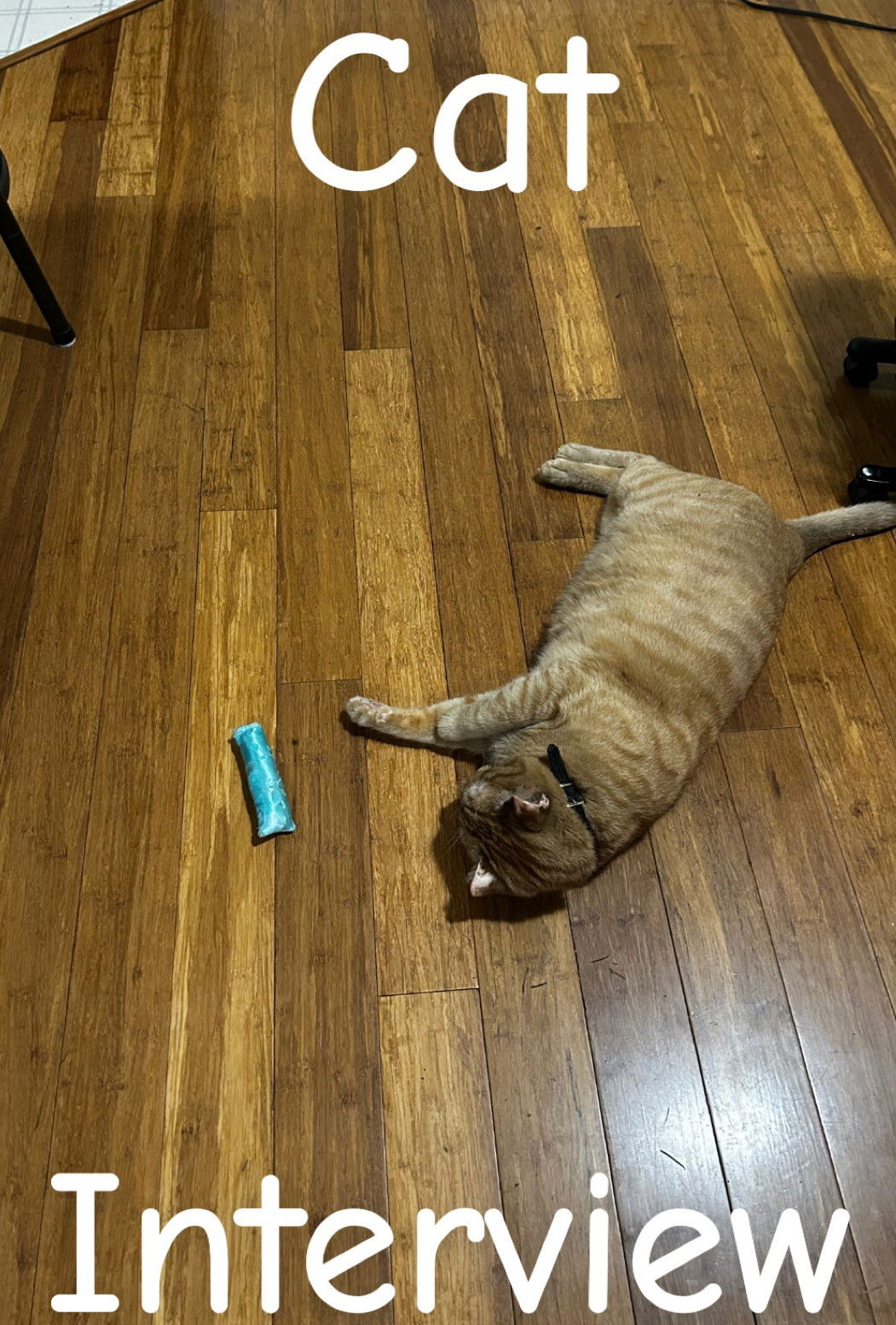 Cat Interview