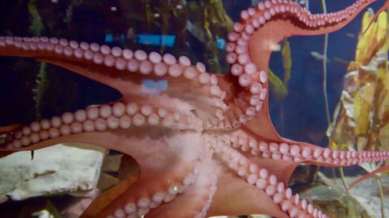 Ophelia the Octopus