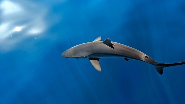 Thumbnail for A Shark's Tale Season 1 Episode 1