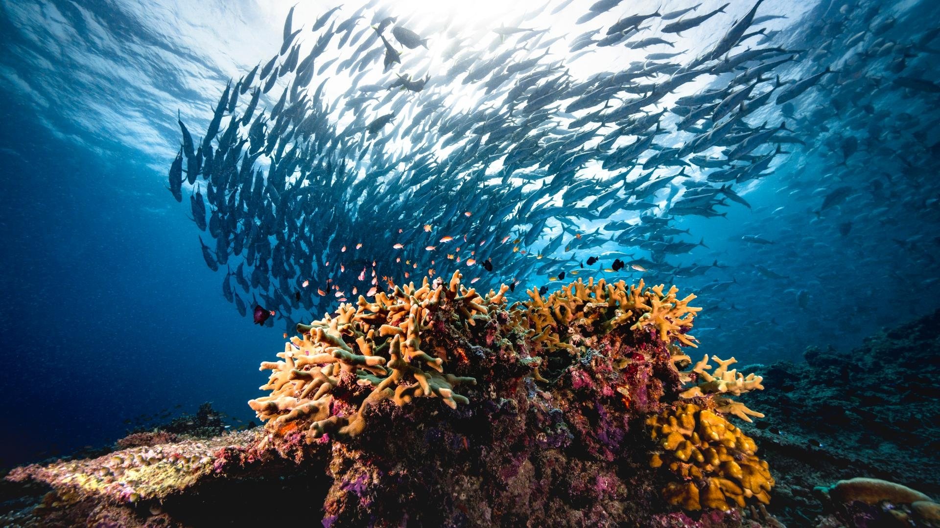 The Swarm